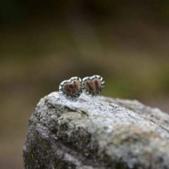 Vadpeca - Vadász és Horgász Webshop