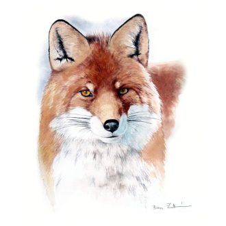   BOROS ZOLTÁN MŰVÉSZI NYOMATOK / RÓKA PORTRÉ AKVARELL (giclée nyomat)
